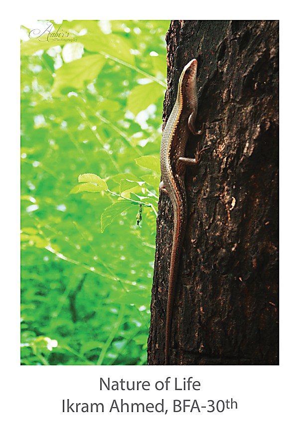 Ikram Ahmed - Nature of Life