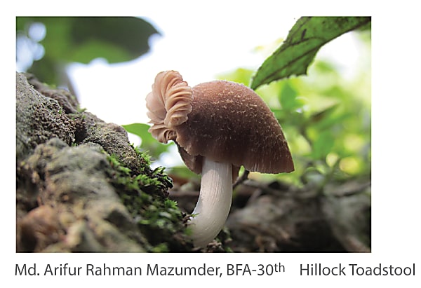 Md. Arifur Rahamn Mazumder - Hillock Toadstool